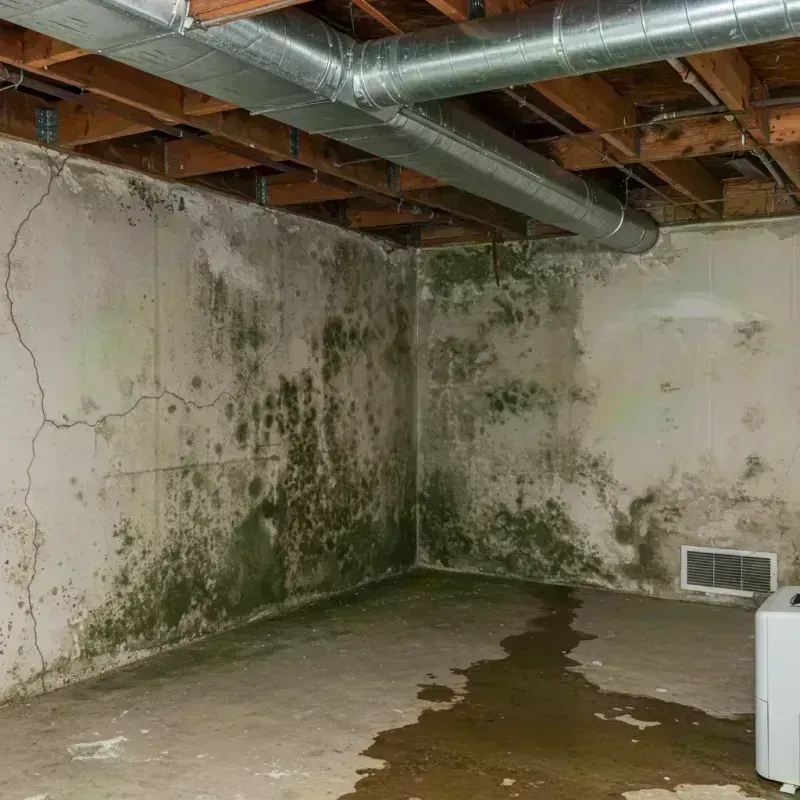 Professional Mold Removal in Westlake, LA